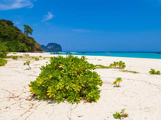 Bamboo Island