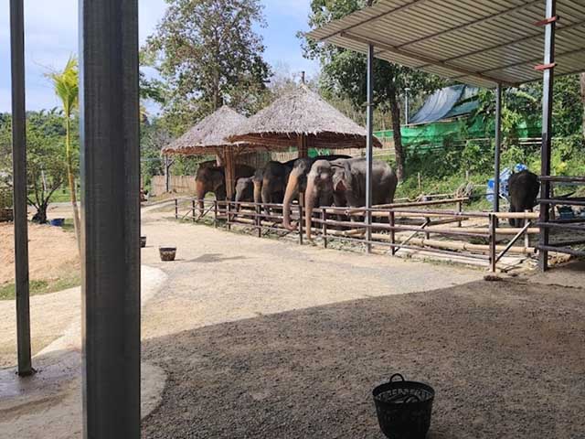 Elephant Jungle Sanctuary, Phuket, Naithon Beach