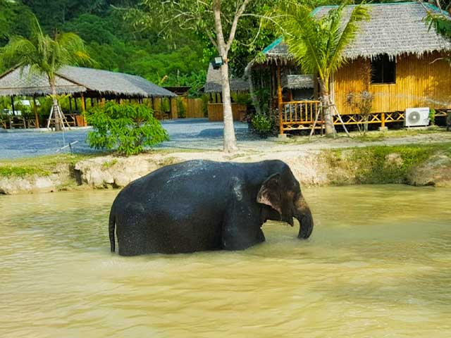 Elephant Retirement Park, Phuket, Bangtao Beach