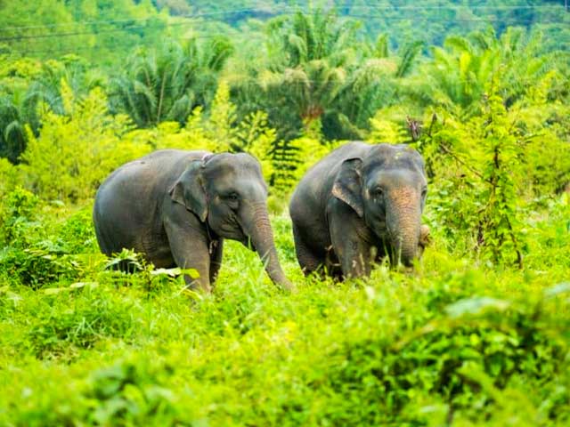 Phang Nga Elephant Park in Phang Nga beach in Phuket